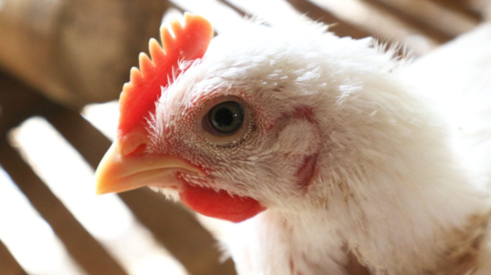 Budidaya Ayam Broiler Organik Ayam Potong Lombok Organik 