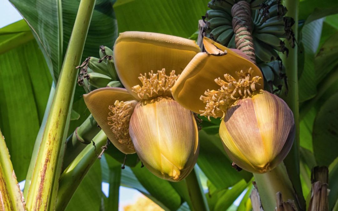 Membuat Pupuk Dari Jantung Pisang  Lombok Organik