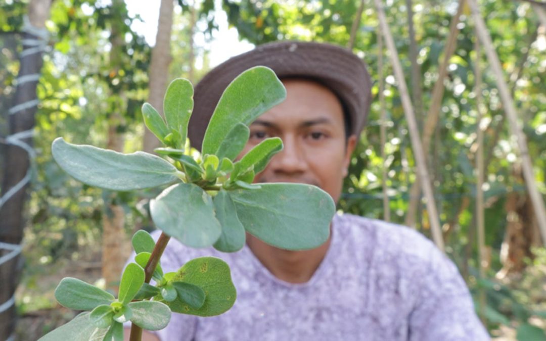 Manfaat Krokot Sebagai Insektisida Pupuk Organik 