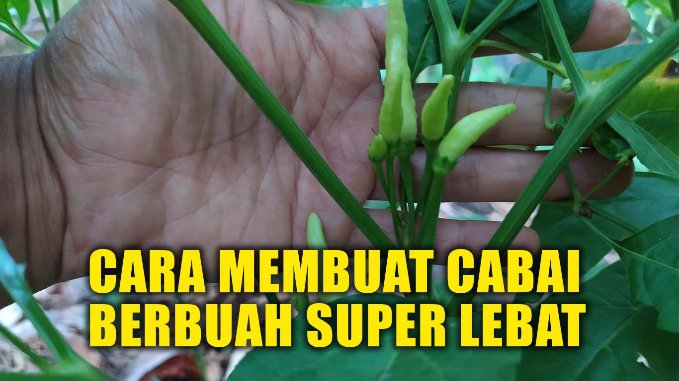 Cara Membuat Obat Alami Hewan Ternak Lombok Organik