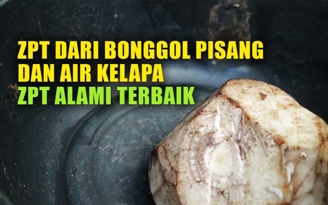 Membuat Zat Pengatur Tumbuh Zpt Dari Bonggol Pisang Air Kelapa